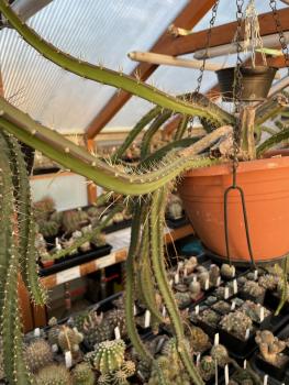 Kopfstecklinge von selenicereus grandiflorus
